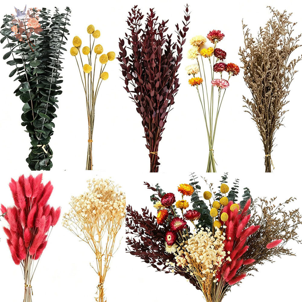 Florist Flower Supply - 다양한 종류의 드라이 플라워 7종 세트,