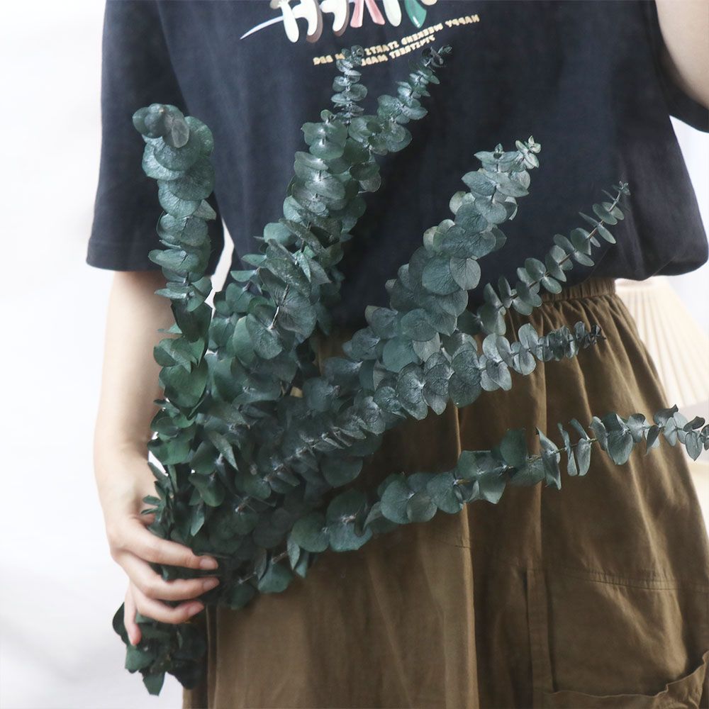 10개입 진짜 나뭇잎 걸이형 건조 유칼립투스 대형 녹색 - Eucalyptus Preserved 리뷰 및 가격